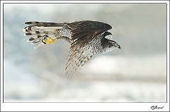 Roofvogels